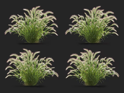 Four Green Ornamental Grass Plants With White Fluffy Plumes On Dark Background 3d model