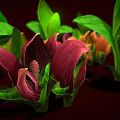 Vibrant Calla Lily Plants With Green Leaves And Pink Purple Blooms