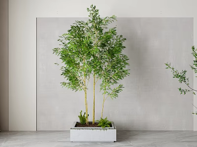 Tall Green Bamboo Plants In White Rectangular Planter With Small Green Plants Against Gray Wall 3d model
