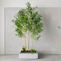 Tall Green Bamboo Plants In White Rectangular Planter With Small Green Plants Against Gray Wall