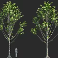 Two Green Trees With Human Figure For Scale Reference In Outdoor View 3d model