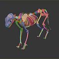 3D Rendered Cat Skeleton Anatomical Model Showing Detailed Bone Structure
