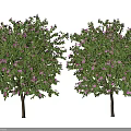 Two Lush Arbor Trees Displaying Green Leaves Pink Flowers And Brown Trunks