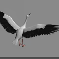 White Stork With Black Wings Spreading Wings And Long Red Legs Standing On Gray Background