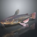 3D Rendered Catfish With Pink Fins And Whiskers On Dark Background Reflection