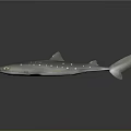 Gray Shark With White Spots On Sleek Body And Reflective Surface 3d model