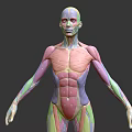 Detailed Human Muscle Anatomy Medical Device For Educational Use With Colorful Layers