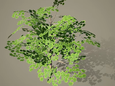 Healthy Green Arbor With Lush Dense Leaves Strong Branches And Soft Shadows 3d model