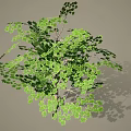 Healthy Green Arbor With Lush Dense Leaves Strong Branches And Soft Shadows