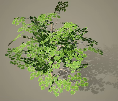 Healthy Green Arbor With Lush Dense Leaves Strong Branches And Soft Shadows 3d model