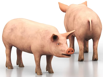 Two Realistic 3D Pig Models Standing On White Background With Different Angles 3d model