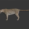 Realistic 3D Leopard Model With Spotted Fur Open Mouth On White Background