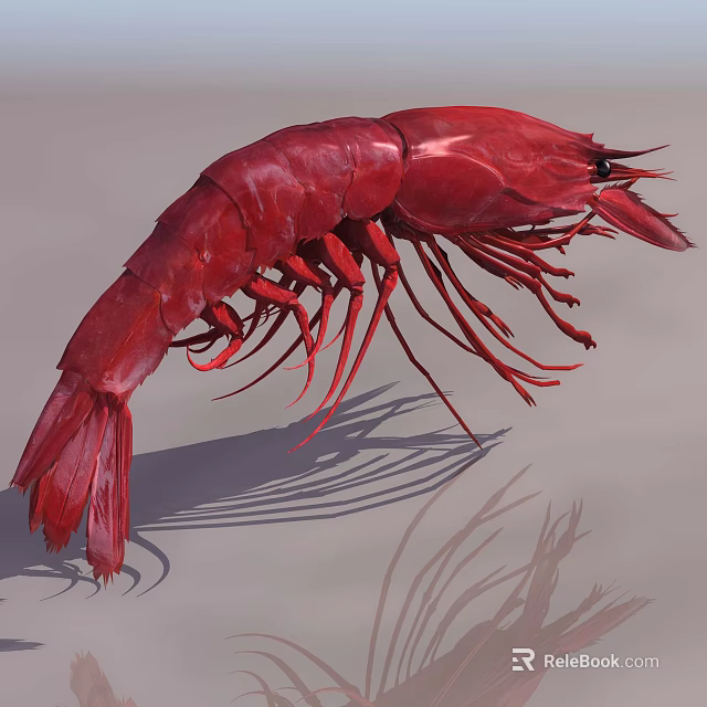 Vibrant Red Shrimp Aquatic Animal With Long Antennae And Delicate Legs 3d model 