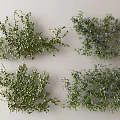 Green Vines With Lush Green Leaves And Purple Flowers Decorative Plant Clusters