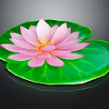 Pink Water Lily With Green Lily Pad On Water Surface And Reflection