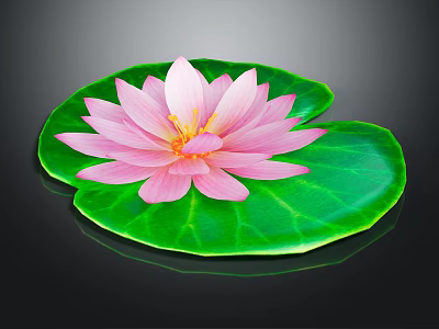 Pink Water Lily With Green Lily Pad On Water Surface And Reflection 3d model