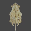 Animal Skull Specimen With Identification Number 2385 And Detailed Bone Structure