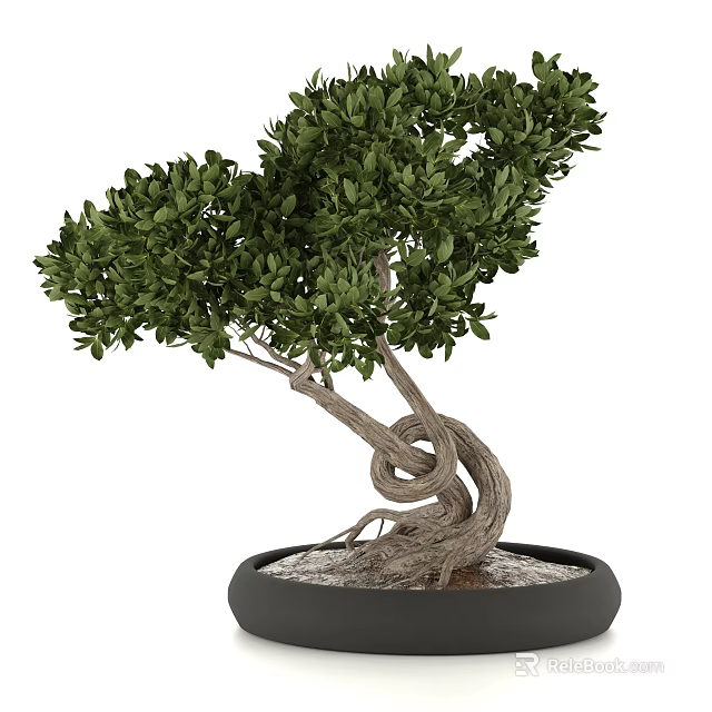Beautiful Bonsai Plant with Twisted Trunk Lush Green Leaves and Pebbles in Black Pot 3d model 