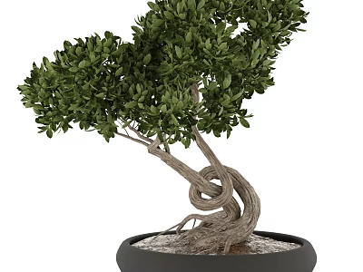 Beautiful Bonsai Plant with Twisted Trunk Lush Green Leaves and Pebbles in Black Pot 3d model