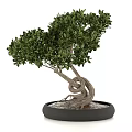 Beautiful Bonsai Plant with Twisted Trunk Lush Green Leaves and Pebbles in Black Pot