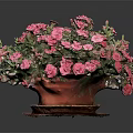 Vibrant Pink Flowers In Ceramic Pot On Red Wooden Tray With Black Background