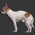 Cute White And Brown Spotted Chihuahua Standing On Shiny Dark Surface 3d model