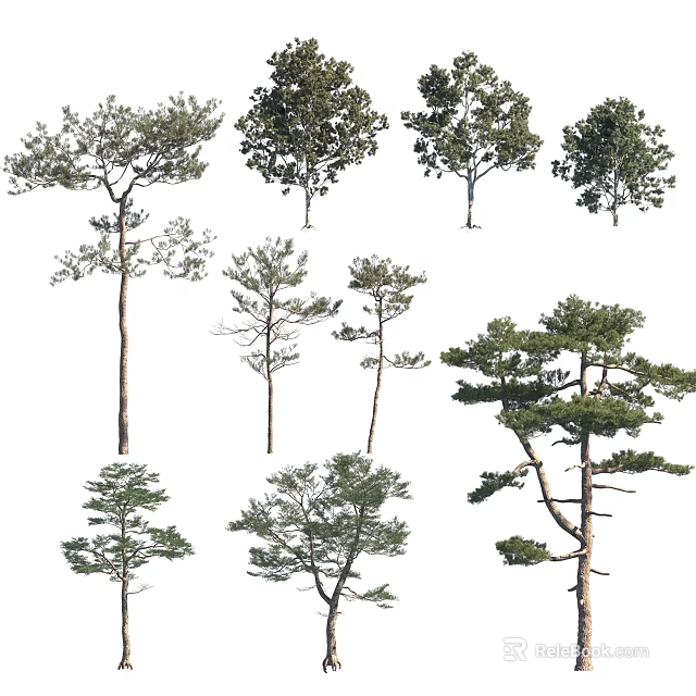 Different Types Of Tall Leafy Trees With Branchy Trunks And Green Foliage 3d model 