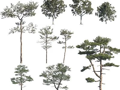 Different Types Of Tall Leafy Trees With Branchy Trunks And Green Foliage 3d model