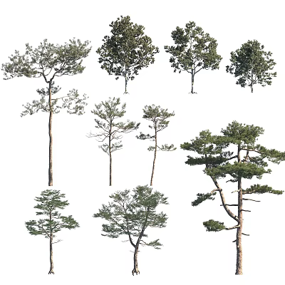 Different Types Of Tall Leafy Trees With Branchy Trunks And Green Foliage 3d model