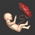 Detailed Fetal Model With Transparent Container And Red Organ Structure