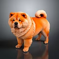 Orange Chow Chow Dog with Fluffy Fur and Curly Tail Standing on Dark Surface