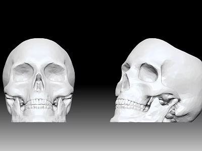 Human Skull 3D Model Displaying Front And Side Anatomical View Structure 3d model