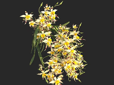 Beautiful White And Yellow Orchids With Green Leaves And Red Spots 3d model
