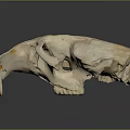 Detailed Animal Skull Organ With Large Orange Canine Teeth And White Bone Structure