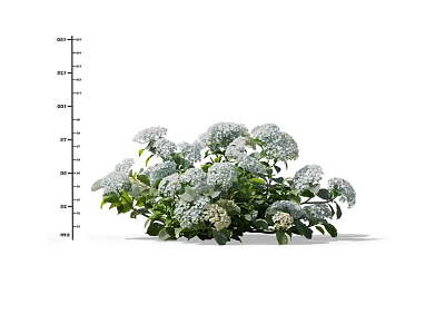 Lush White Flower Cluster With Green Leaves And Vibrant Petals In Bloom 3d model