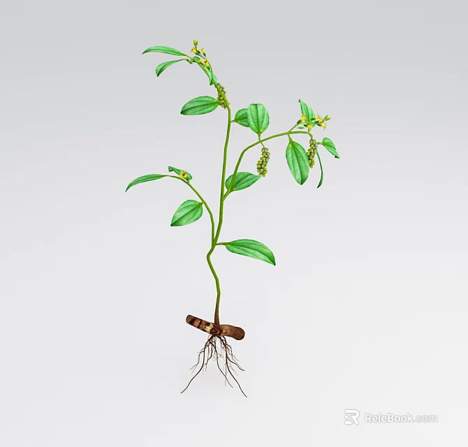 Green Plant With Green Oval Shaped Leaves Small Yellow Flowers Brown Roots And Light Background 3d model 
