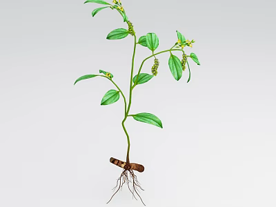 Green Plant With Green Oval Shaped Leaves Small Yellow Flowers Brown Roots And Light Background 3d model