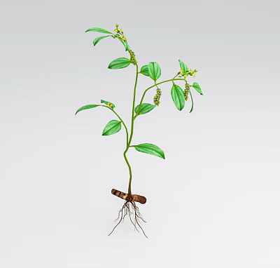 Green Plant With Green Oval Shaped Leaves Small Yellow Flowers Brown Roots And Light Background 3d model