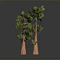 Three Trees With Orange Textured Trunks And Lush Green Leaves On Gray Background