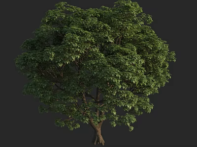 Lush Green Arbor Tree With Dense Foliage And Strong Trunk Structure 3d model