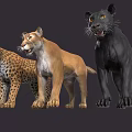 Three Majestic Big Cats Leopard Puma and Black Panther Standing Together