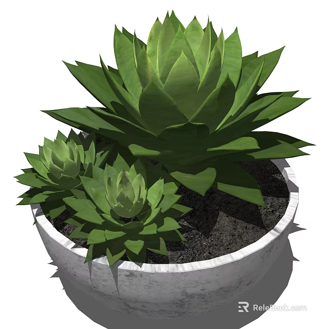Bonsai Potted Plant Succulent with Green Rosette Leaves in White Ceramic Pot for Indoor Decor 3d model 