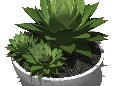Bonsai Potted Plant Succulent with Green Rosette Leaves in White Ceramic Pot for Indoor Decor 3d model