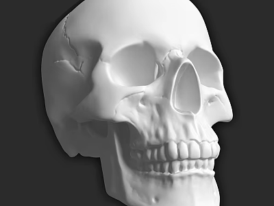 White Skull Sculpture Carving With Detailed Facial Features And Teeth 3d model