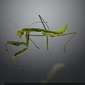 Green Praying Mantis With Long Legs And Distinctive Posture On Dark Background