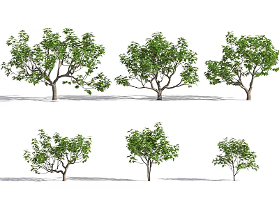 Fig Tree Modern Fruit Tree 3d model Fig Tree Modern Fruit Tree 3d model