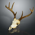 Detailed Deer Skull With Antlers Showcasing Natural Bone Texture And Structure Details