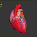 Medical Device Anatomical Heart Model With Detailed Vascular Structure For Education