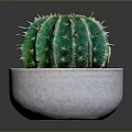 Healthy Green Cactus Plant in White Ceramic Pot for Indoor Decor