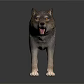 Realistic Standing Wolf Model With Open Mouth And Detailed Fur Texture 3d model